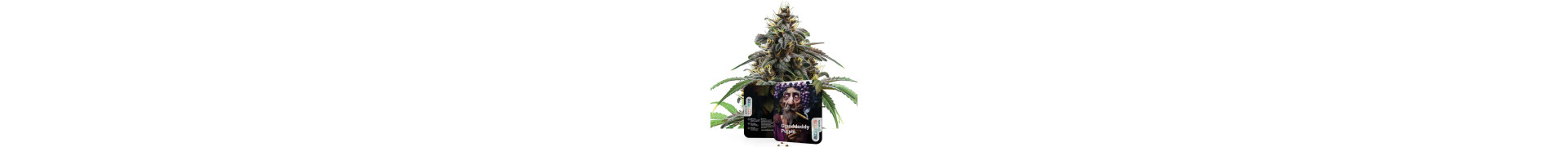 Purple-Sorten: Purple Haze und andere Sorten für lila Cannabis
