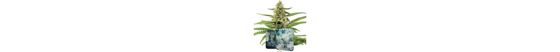 Northern-Lights-Sorten | Northern Lights