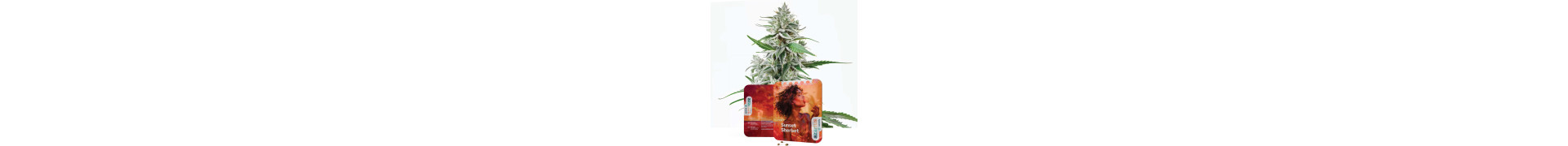 Sherbet-Sorten | Sunset Sherbet Auto | Sherbet Samen