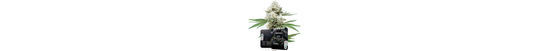 Gorilla-Cannabissorten kaufen | Gorilla Glue #4