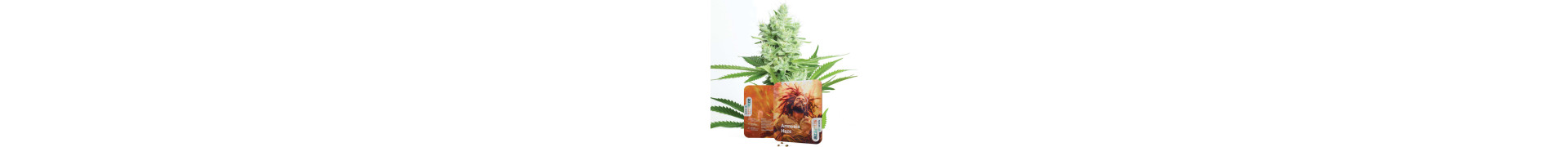 Amnesia-Sorten: Hochwertige Sorten von Amnesia Haze